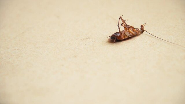 This cockroach is dying by pesticides.