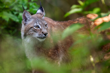 Lynx européen Felis lynx en mode portrait
