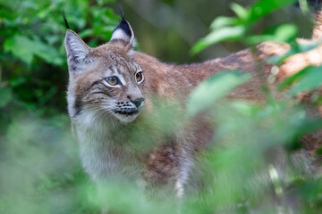 Lynx européen Felis lynx en mode portrait