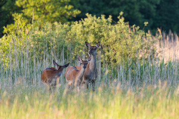 Beautiful Cervus elaphus deer in a wild meadow, large forest animals in the game refuge, nature...