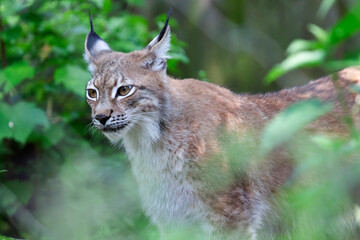 Lynx européen Felis lynx en mode portrait