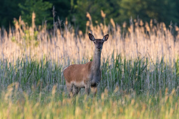 Beautiful Cervus elaphus deer in a wild meadow, large forest animals in the game refuge, nature reserve, beautiful meadow and clearing, wild animals