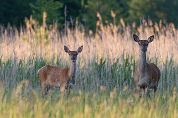 Beautiful Cervus elaphus deer in a wild meadow, large forest animals in the game refuge, nature reserve, beautiful meadow and clearing, wild animals