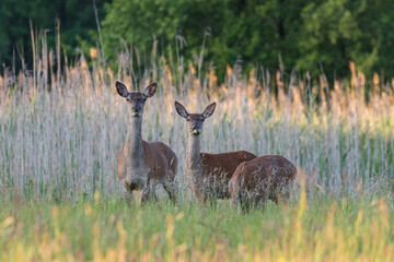 Beautiful Cervus elaphus deer in a wild meadow, large forest animals in the game refuge, nature...