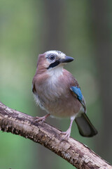 Geai europ&eacute;en Garrulus glandarius perch&eacute; sur une branche