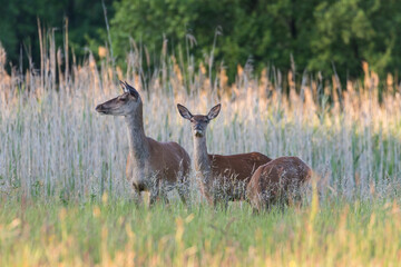 Beautiful Cervus elaphus deer in a wild meadow, large forest animals in the game refuge, nature reserve, beautiful meadow and clearing, wild animals