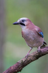 Geai européen Garrulus glandarius perché sur une branche