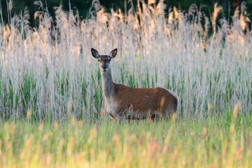 Naklejka na ściany i meble Beautiful Cervus elaphus deer in a wild meadow, large forest animals in the game refuge, nature reserve, beautiful meadow and clearing, wild animals