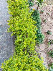 green moss on the wall