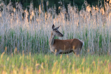Beautiful Cervus elaphus deer in a wild meadow, large forest animals in the game refuge, nature...