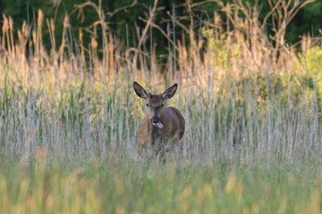 Beautiful Cervus elaphus deer in a wild meadow, large forest animals in the game refuge, nature...