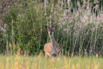 Beautiful Cervus elaphus deer in a wild meadow, large forest animals in the game refuge, nature reserve, beautiful meadow and clearing, wild animals