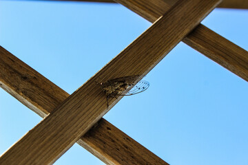 Cicala sul pergolato