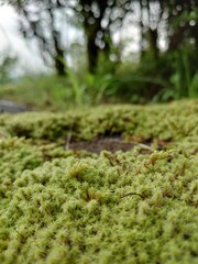 moss on tree