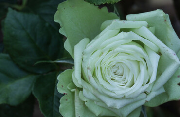 Green Romantica Rose