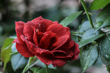Red Rose with water droplets side