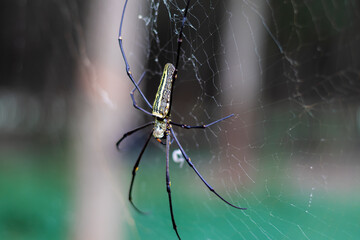 spider on a web