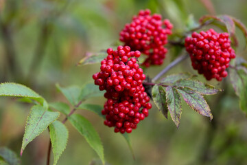 Elderberry, or Elderberry, is a deciduous woody plant with red fruits