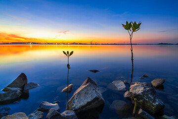 Enjoy the sunset on the marina beach with mangrove trees and rocks