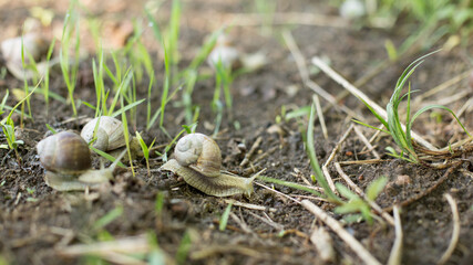 Naklejka na ściany i meble Snails in an early spring morning looking for moisture and nutrition