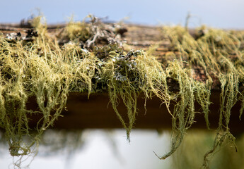 lichens on a wooden beam