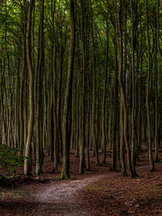 A footpath through the forest in the National Park Jasmund, Mecklenburg-Western Pomerania, Germany