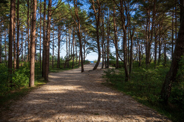 The footpath through the forest near the beach of Peenemuende, Mecklenburg-Western Pomerania,...