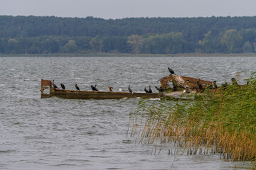 A shipwreck on the Achterwasser coast in Warthe, Mecklenburg-Western Pomerania, Germany