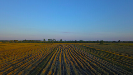 Fototapeta na wymiar rice field by drone