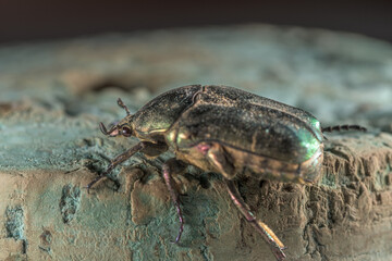 Side close-up of Cetonia Aurata Beetle