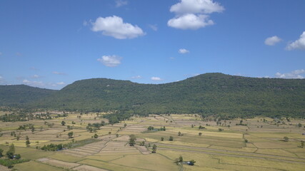 Fototapeta premium rice field by drone