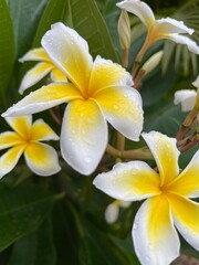 Fototapeta na wymiar Plumeria Flower with water drops: white and yellow