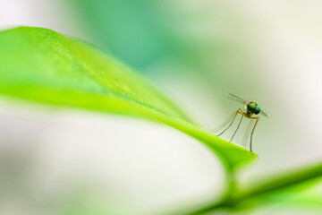 marsh snipe fly, Rhagio tringarius, a fly standing on a leaf
