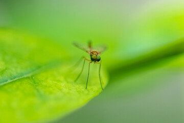 marsh snipe fly, Rhagio tringarius, a fly standing on a leaf
