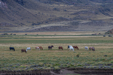 Horses in the wild