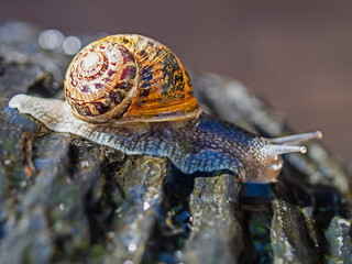 Snail in Action.