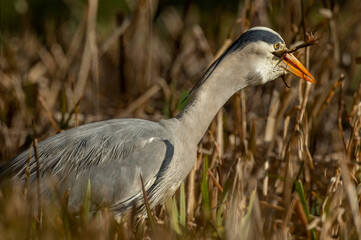 Heron in the reeds eating a toad, close up, in Scotland in spring time