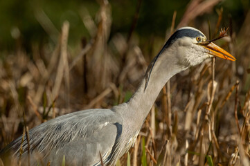 Heron in the reeds eating a toad, close up, in Scotland in spring time