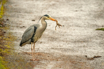 Heron on a path in a park, eating a frog, close up, in Scotland in spring