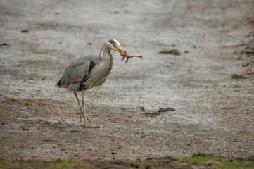 Heron on a path in a park, eating a frog, close up, in Scotland in spring