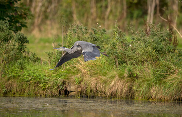 Heron flying from the edge of a pond, close up, in Scotland in autumn