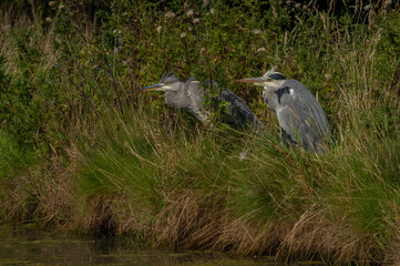 Two Heron sitting in long grass and reeds at the edge of a pond, close up, in Scotland in autumn