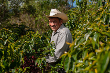 Coffee farmer is harvesting coffee berries in the coffee farm at Jalapa Guatemala