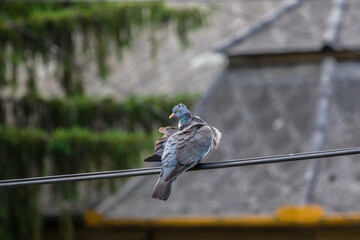 Pigeon with a ruffled feather on a power line