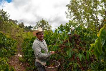Farmer collecting Arabica coffee beans on the coffee tree.