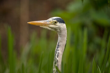 Heron portrait in the long grass, close up, in Scotland in spring