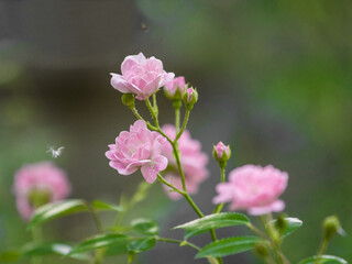 Obraz premium Pink rose on a green background