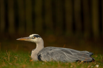 Heron sitting on the grass, close up, in Scotland in winter