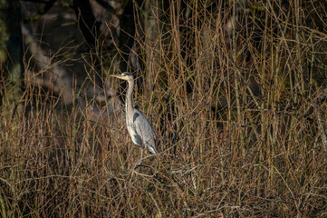 Heron standing in a tree, in Scotland in winter
