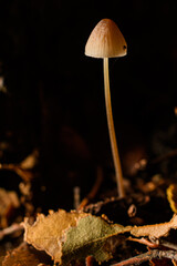 Mushrooms 